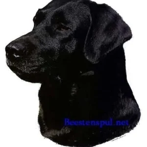Sticker – Labrador Zwart – 3