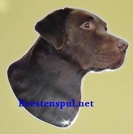 Sticker – Labrador Chocolate – 10