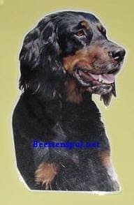 Sticker – Gordon Setter – 3