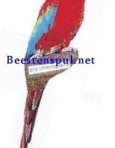 Sticker – Ara – 1