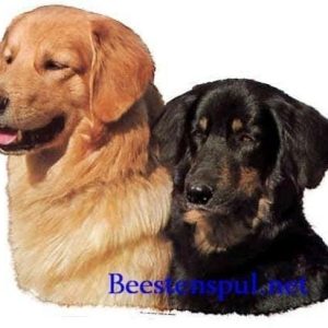 Sticker – Hovawart – 4