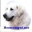 Sticker – Kuvasz – 3
