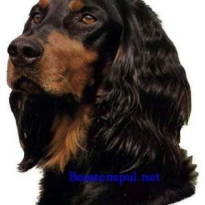 Sticker – Gordon Setter – 1