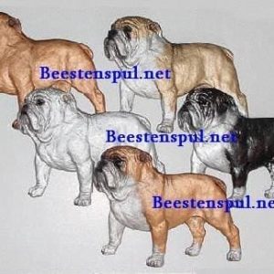 Decoratieplaat – Engelse Bulldog
