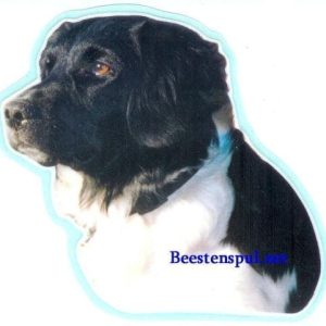 Sticker – Friese Stabij – 03