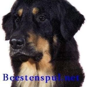 Sticker – Hovawart – 9