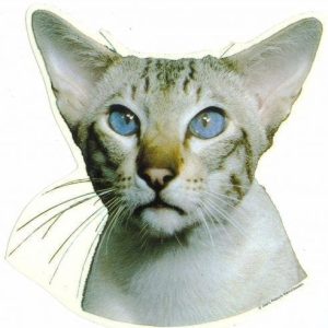 Sticker – Siamees – 3