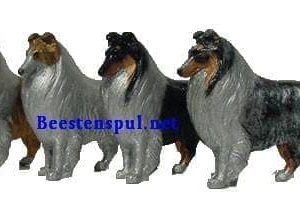 Beeld – Collie