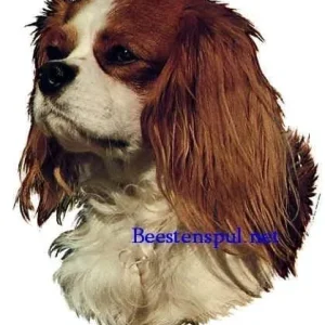 Sticker – Cavalier – 1