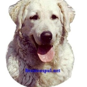 Sticker – Kuvasz – 5
