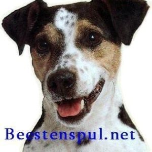Sticker – Jack Russell Terrier – 5