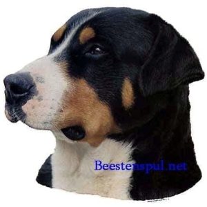 Sticker – Grote Zwitserse Sennenhond – 1