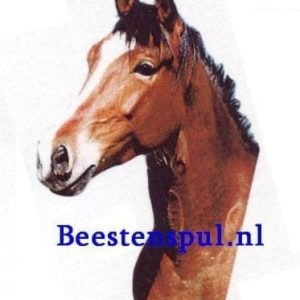 Sticker – Paard – 6