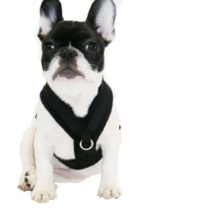 Hondentuig – Zwart