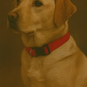 Hondenhalsband – clicksluiting – rood – large-sportief basic