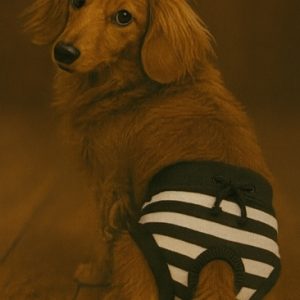 Loopsheidbroekje voor honden – zwart – div. maten